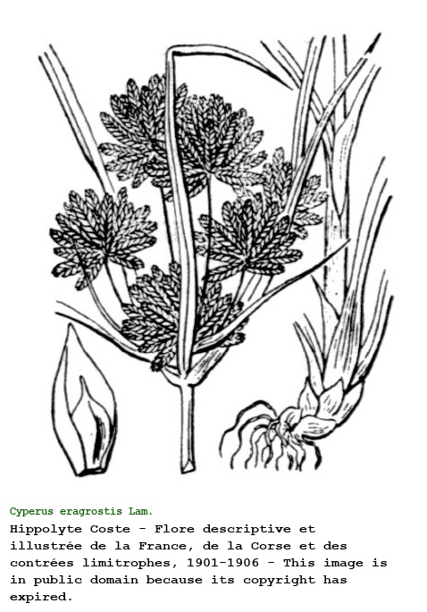 Cyperus eragrostis Lam.